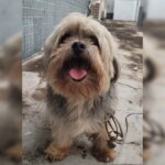 Cachorro desaparecido vai até delegacia no DF e polícia procura tutor