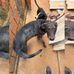 Tutor de 14 cachorros de rua, “Cigano dos cães” morre, e animais ficam sem abrigo
