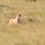 Após ataque de onça na Chapada, guias alertam turistas: “Não corram”