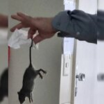 Moradores denunciam invasão de ratos em apartamentos da Asa Sul