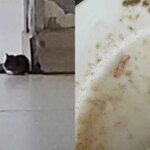 rato e larva são flagrados em refeitório do HUB